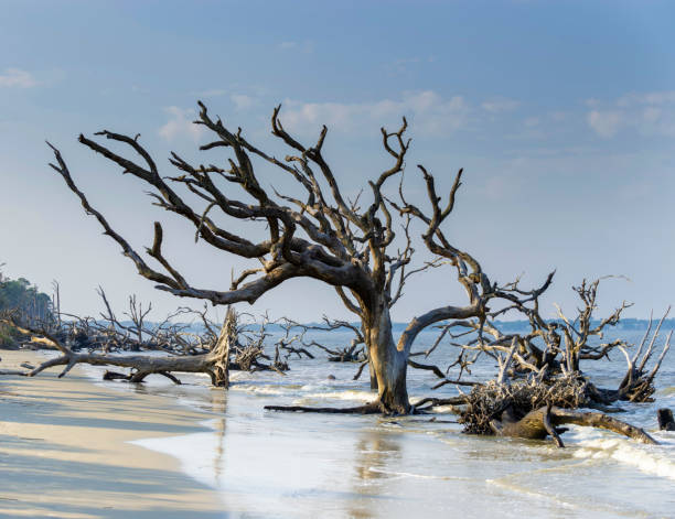 plaża driftwood, wyspa jekyll, gruzja - jekyll island zdjęcia i obrazy z banku zdjęć