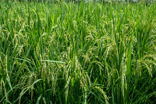 Green ears in rice fields