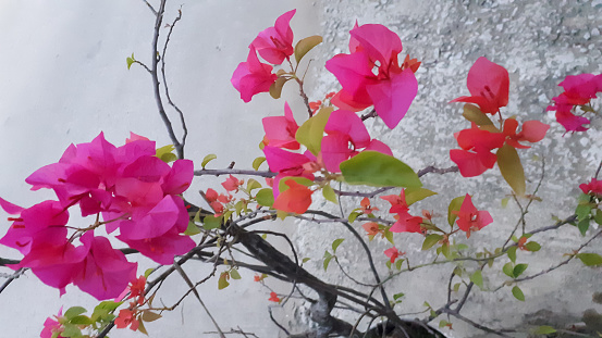 Beautiful summer day Bougainvillea front of the house