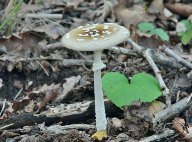 A close up of the poisonous mushroom fly-agaric (Amanita virosa).