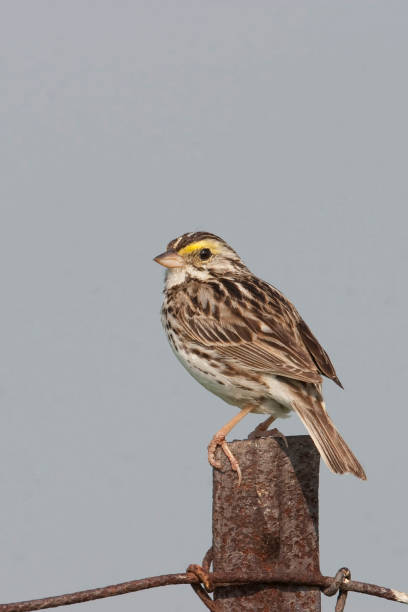 gorrión de la sabana, passerculus sandwichensis, encaramado en un poste - passerculus fotografías e imágenes de stock