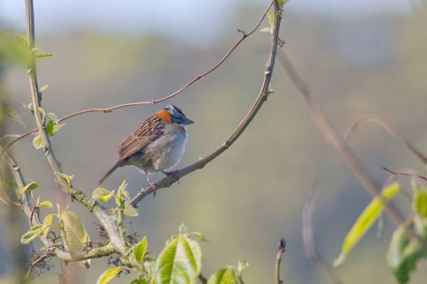 istock Rufous-collared Sparrow, Zonotrichia capensis, perched on a small vine 1407412456