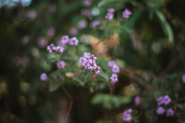 istock purple flower in the garden 1407412464