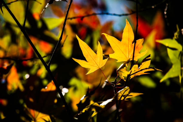 Maple leaves. Sunlight illuminates beautiful autumn leaves