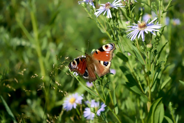 istock A beautiful Peacock Butterfly, Aglais io, nectaring on a Wild aster flower. 1407415550