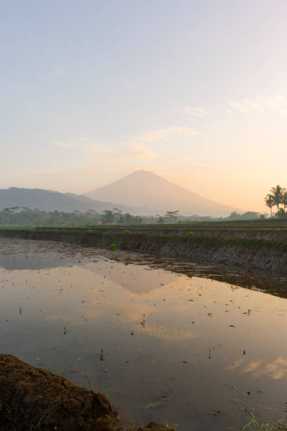 istock Beautiful rice fields in the Kajoran Village with Mountain 1407417932
