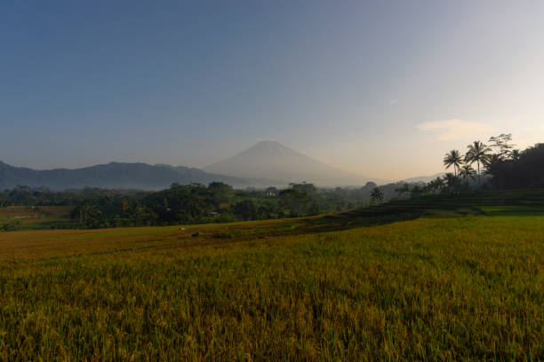 istock Beautiful rice fields in the Kajoran Village with Mountain 1407418031