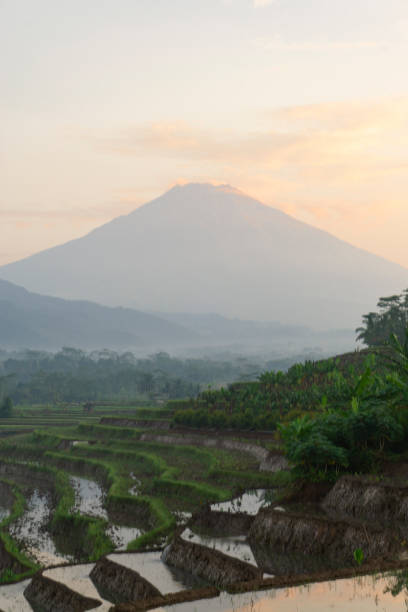 istock Beautiful terraced rice fields in the Kajoran Village with Mountain 1407418954