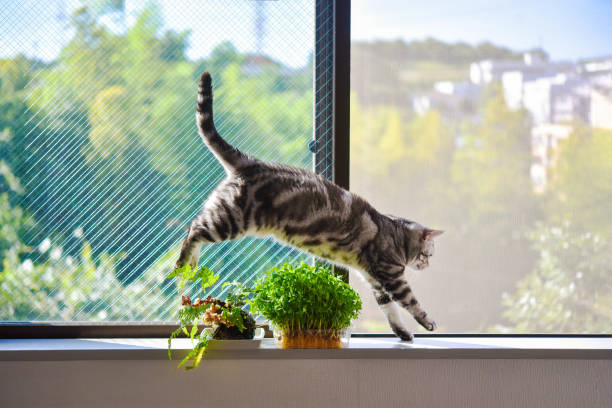 istock Cat jumping over foliage plants 1407419099