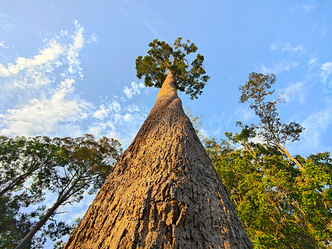 A focus scene on riverbank environment in forest