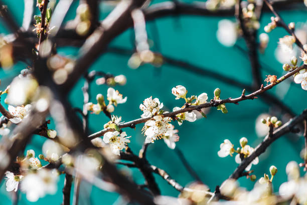 istock white blossom on the branches of the tree 1407420894