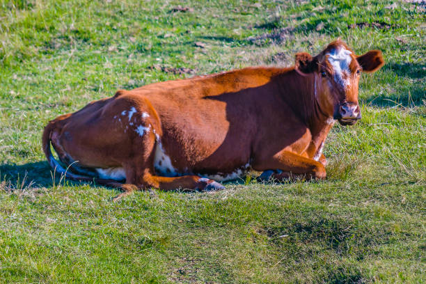 istock Hereford Cows at Field Landscape 1407423377