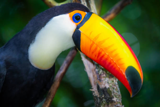 Colorful Toco Toucan tropical bird in Pantanal, Brazil stock photo
