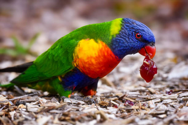 Hungry Rainbow Lorikeet (Trichoglossus moluccanus) Australian native rainbow lorikeet scavenging on the ground feeding grapes stock pictures, royalty-free photos & images