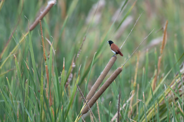 istock Tricoloured munia (Lonchura malacca) observed in the wetlands near Virar 1407425607