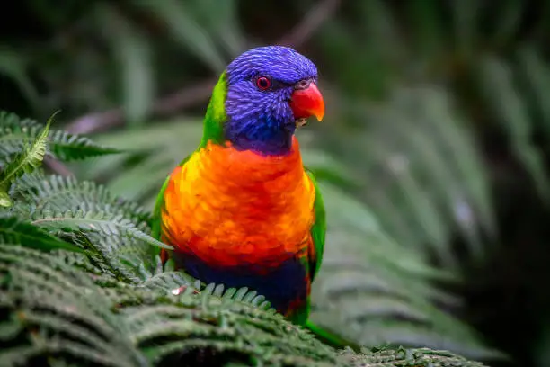 Australian native rainbow lorikeet perched in a tree fern