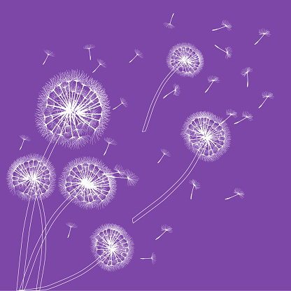 White dandelions with flying seeds on the purple background.