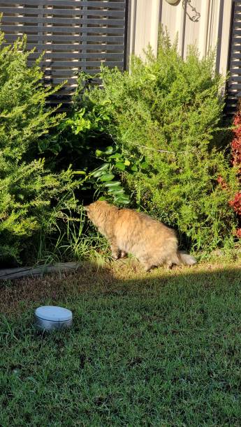 istock Domestic Maine Coone cross tabby cat playing 1407427193