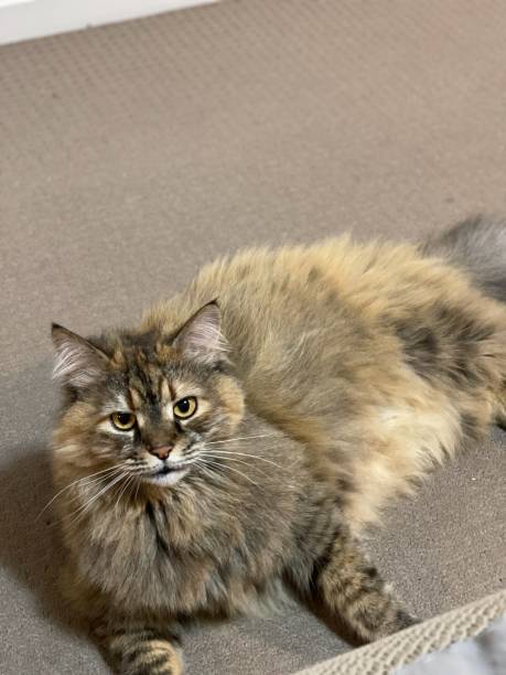 istock Domestic Maine Coone cross tabby cat playing 1407427350