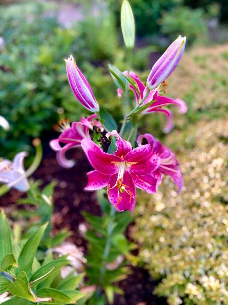 istock A bright pink star gazer lily flower in bloom 1407427808