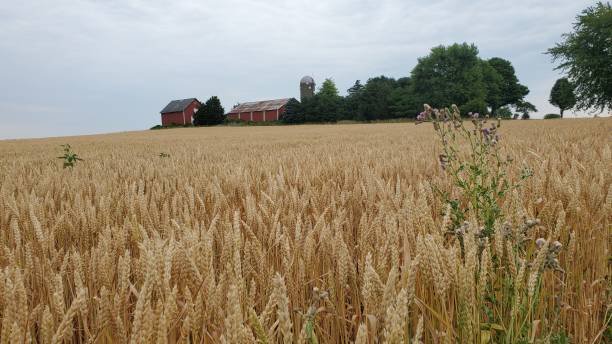 istock Country Wheat Field 1407428645