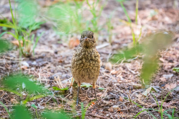 istock The common redstart, Phoenicurus phoenicurus, young bird, is sitting on a ground against a blurred background. 1407432257
