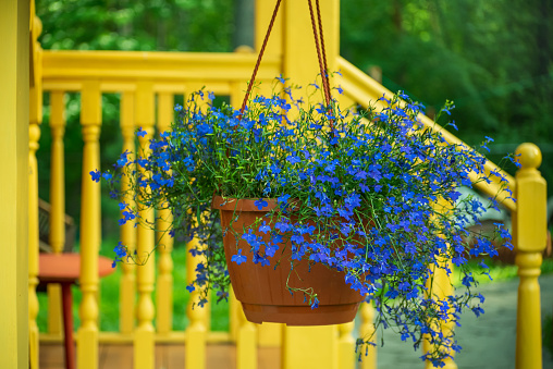 Blue lobelia flowers in a pot in the garden against the background of a yellow porch