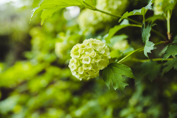 Guelder rose (viburnum opulus) green blossom branches. Selective focus.
