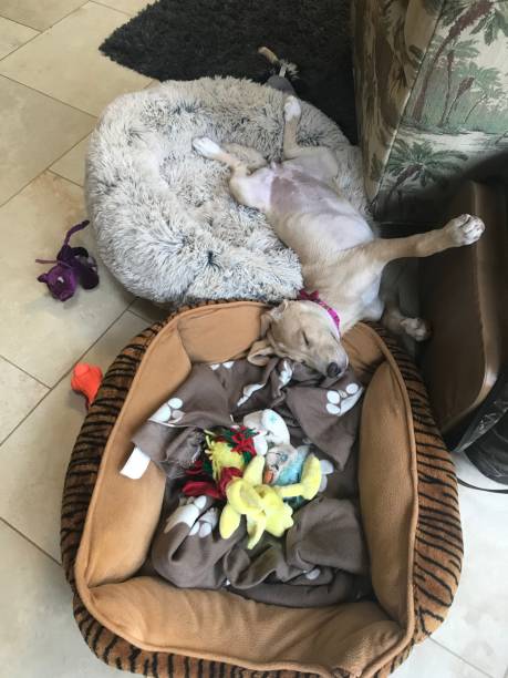 istock A sleeping puppy upside down on a dog bed surrounded by toys 1407432626