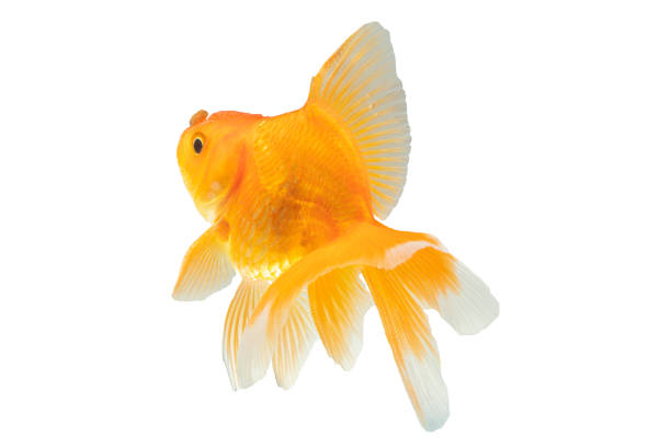 Goldfish in front of a white background. Swimming characteristics of goldfish swimming upwards