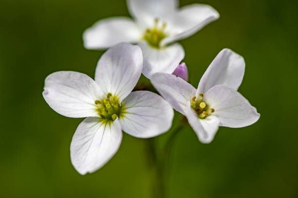 istock Cardamine pratensis growing in meadow, close up 1407435616