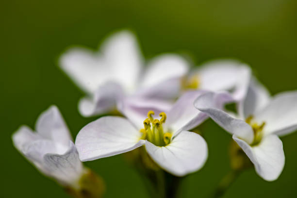 istock Cardamine pratensis in meadow 1407435619