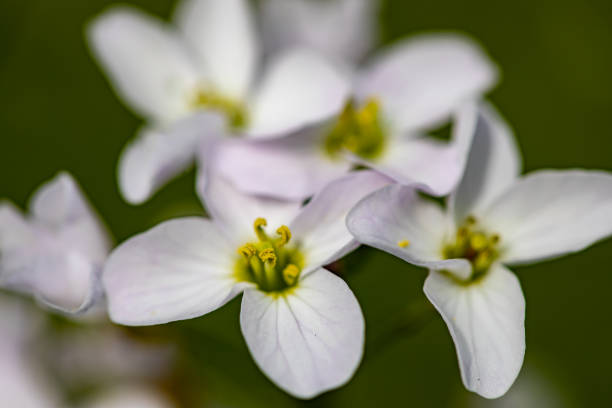 istock Cardamine pratensis growing in meadow 1407435621