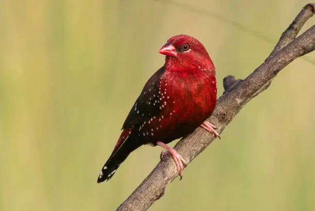 Red Munia Bird HD Wallpaper