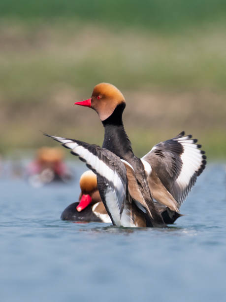 Red crested pochard Red crested pochard Bird Photo netta rufina stock pictures, royalty-free photos & images