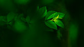 istock green leaves in the morning sun 1407437171