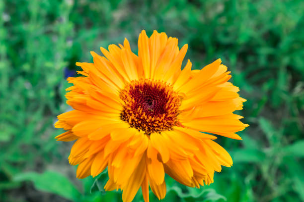 calendula, calendula, capolino arancione - pot marigold single flower flower flower head foto e immagini stock