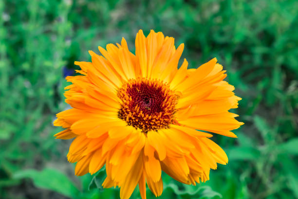 istock Calendula, Marigold, orange flower head 1407439319