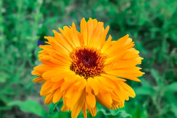 Calendula, Marigold, orange flower head