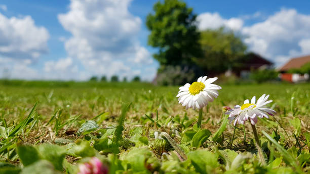 istock Garden from the ground 1407441186