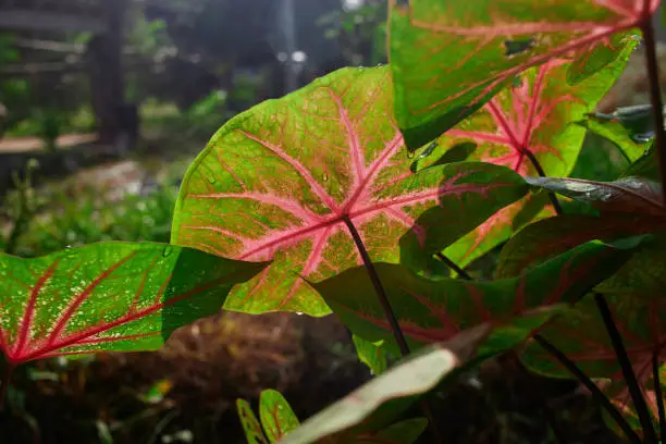 Photo of Multi colored of caladium leaf in the garden