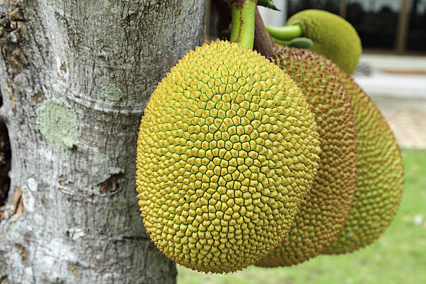 Jack-Frucht am Baum – Foto