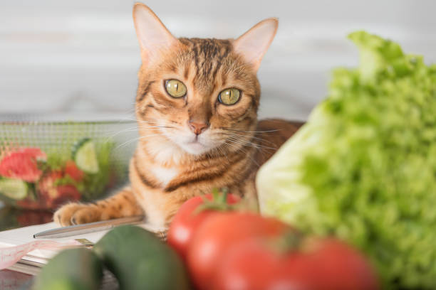 istock Bengal cat close-up with a notepad, vegetables and a centimeter tape. 1407442046