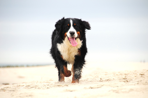 My dog loves sandy beaches : )