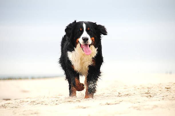 Bernese Mountain Dog running on the beach and panting My dog loves sandy beaches : ) bernese mountain dog photos stock pictures, royalty-free photos & images