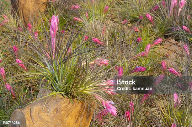 Tillandsia Stock Photo - Download Image Now - Botany, Bromeliad, Flower