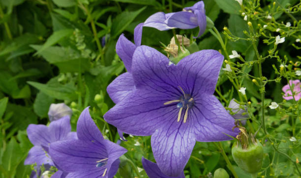 istock Platycodon Grandiflorus Bluebell Flowers 1407442896