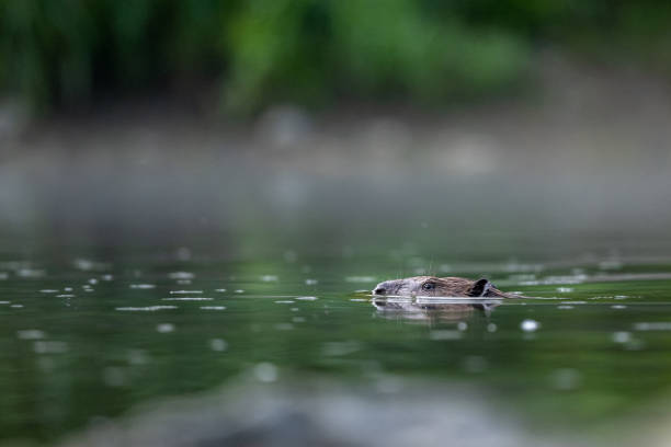Eurasian beaver (Castor fiber), Carpathians, Bieszczady, Poland.