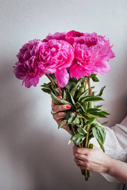 Woman holding a beautiful bouquet of pink peonies for wedding celebration.
