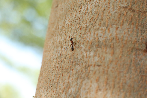 The Arboreal Bicolored Ant on tree